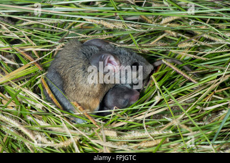 Cactus Mouse Peromyscus eremicus Tucson Pima County, Arizona, Stati Uniti 11 settembre adulti con i giovani nel nido. Mu Foto Stock