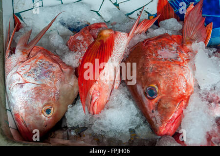 Vivacemente colorato red snapper teste di pesce su ghiaccio; red snapper per la vendita in un mercato del pesce fresco o pescaderia in Sayulita, Messico. Foto Stock