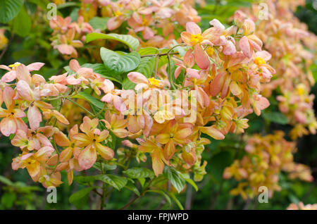 Mussaenda Philippica vergine albero nel giardino ,Thailandia Foto Stock