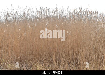 Abbassare paludi Heswall Wirral, Merseyside Foto Stock