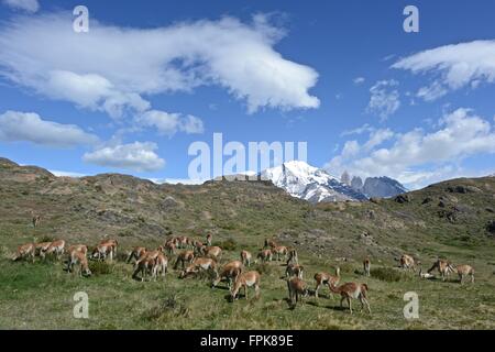 Guanaco (Lama guanicoe) Parco Nazionale Torres del Paine. Foto Stock