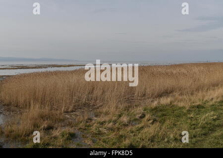 Abbassare paludi Heswall Wirral, Merseyside Foto Stock