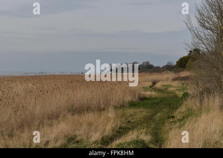 Abbassare paludi Heswall Wirral, Merseyside Foto Stock