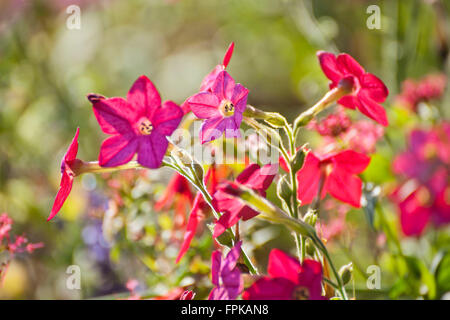 Giardino del pittore Claude Monet, fiore di tabacco Foto Stock