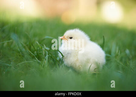 Pollo domestico, Gallus gallus domesticus, pulcino, prato, frontale in piedi Foto Stock