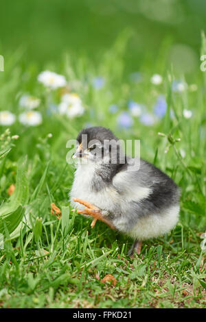 Pollo domestico, Gallus gallus domesticus, pulcino, prato, frontale in piedi Foto Stock