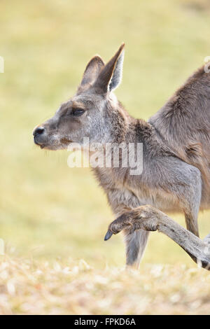 Grigio orientale canguro, Macropus giganteus, metà ritratto, prato, vista laterale Foto Stock