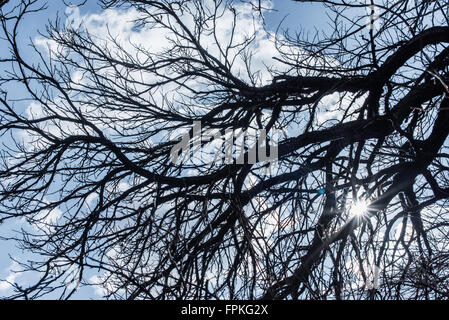 Rami di quercia sul cielo blu sullo sfondo close up Foto Stock