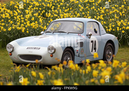 Chichester, Regno Unito. Xix marzo, 2016. Goodwood 74a Assemblea dei Soci, ChichesterSebring Sprite circondato da narcisi Credito: Oliver Dixon/Alamy Live News Foto Stock