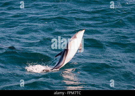 Jumping Dolphin - Kaikoura - Nuova Zelanda Foto Stock