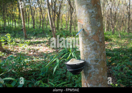 Struttura in gomma plantation, Thailandia Foto Stock