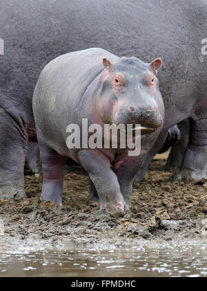 Hippo family (Hippopotamus amphibius) fuori dall'acqua. Kenya, Africa Foto Stock