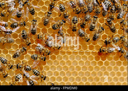 Vista ravvicinata della Api di lavoro su cellule di miele Foto Stock