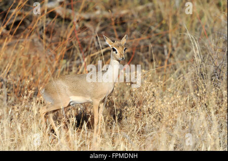 Dik-dik, una piccola antilope, Samburu riserva nazionale, Kenya, Africa orientale Foto Stock