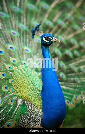 Ritratto di bellissimo pavone con le piume fuori Foto Stock