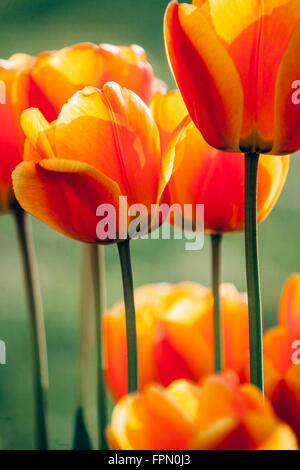 Tulipani del giardino, Foto Stock