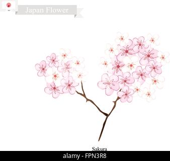 Giappone Fiore, illustrazione di Sakura, fiore di ciliegio o ciliegia giapponese. Il fiore nazionale del Giappone. Illustrazione Vettoriale