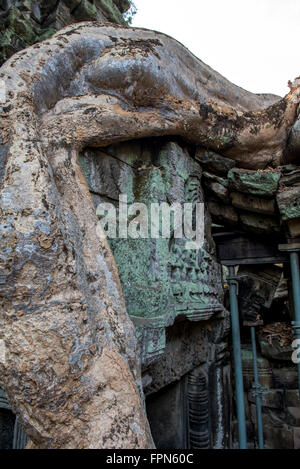 Dettaglio di un enorme Chambak o seta Cotton Tree, Irvingia malayana, crescendo nel corso del XII secolo Ta Prohm tempio, Cambogia, Foto Stock