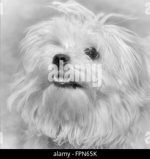 Bianco e nero ritratto di una giovane Pedigree cane Maltese avviso e gestanti. Foto Stock