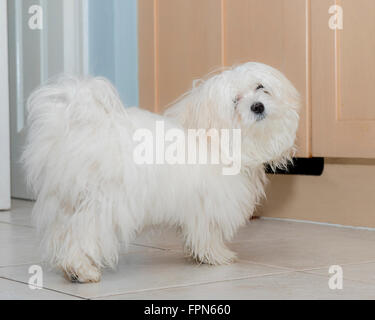 Giovani Pedigree cane Maltese dopo un fangoso a piedi in attesa impazienti di ricevere il cibo dalla cucina Foto Stock