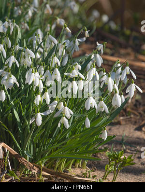 Grande gruppo di bucaneve, Galanthus nivalus, nel freddo inverno sunshine nell'Inghilterra del nord in febbraio. Foto Stock