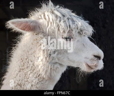 Ritratto di un bianco Alpaca, Vicugna pacos, un animale domestico dalle Ande. I capelli di alpaca è ampiamente utilizzato Foto Stock