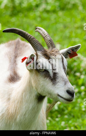 Capra con lunghe corna closeup, campo erboso su sfondo Foto Stock