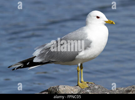 Gabbiano comune, Larus canus, in piedi sulla riva Foto Stock