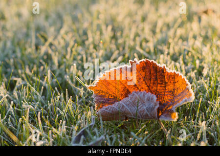 Caduto Foglie di autunno su frosty erba nella soleggiata. La luce del mattino Foto Stock