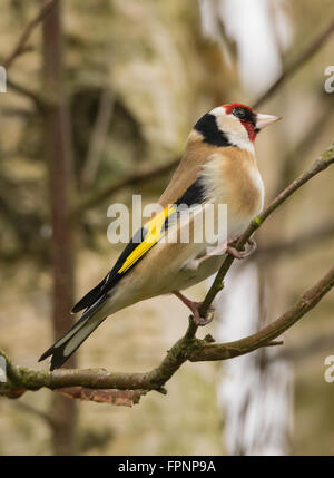 Cardellino in Mainsriddle giardino, vicino RSPB Mersehead, Dumfries and Galloway, Regno Unito Foto Stock