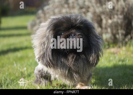 Pekingese dog è seduta sul prato e guardando la fotocamera. Foto Stock