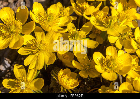 Fiore di aconite invernale, Eranthis hyemalis Cilicica Foto Stock