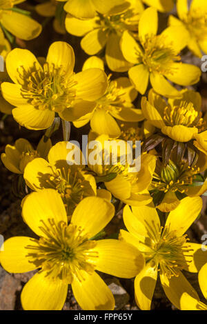 Eranthis hyemalis Cilicica, winter aconite blooming close up flower Foto Stock