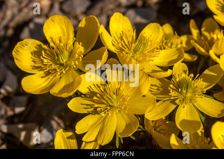 Eranthis hyemalis Cilicica, fiori in fiore di aconite invernale Foto Stock