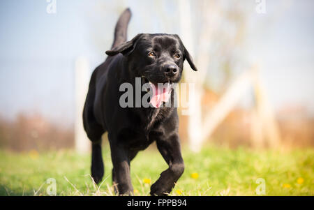 Il labrador nero cane che corre nel parco Foto Stock
