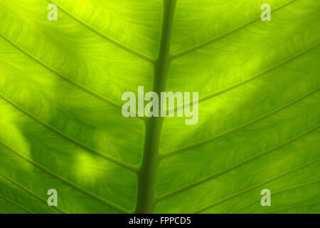 Foglia di palma, Kenong Rimba parco statale, Malaysia. Foto Stock