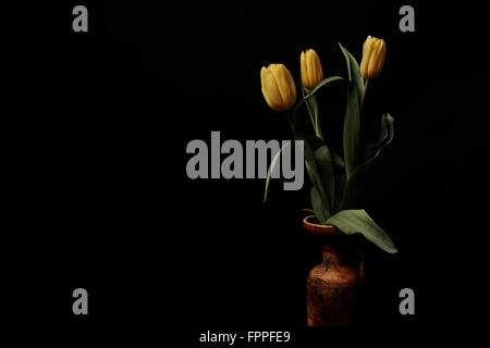 Tulipani gialli in un colore rosso scuro vaso in ceramica, still life, isolato sfondo nero, orizzontale Foto Stock