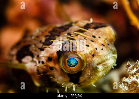 Vista dettagliata del turchese occhio di nero e di bianco spotted Puffer fish Foto Stock