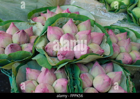 Fresh lotus bud bouquet nel mercato dei fiori (Pak Klong Talad, Thailandia) Foto Stock