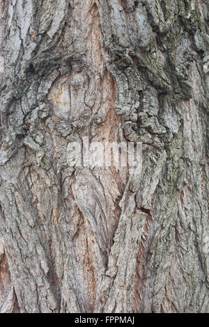 Corteccia di albero dettaglio Foto Stock