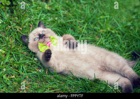 Piccolo gattino sdraiato sulla schiena in erba e crogiolarsi al sole Foto Stock