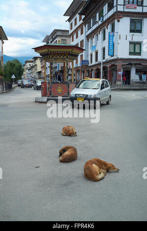 I cani randagi di dormire su high street (Norzin Lam, Thimphu, Bhutan. Foto Stock