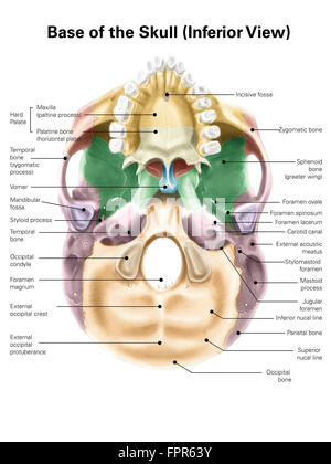 Base colorata del teschio umano, vista inferiore con etichette. Foto Stock