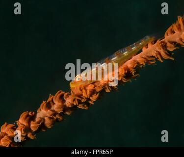 Close-up di una frusta ghiozzo sulla frusta corallo, Lembeh strait, Indonesia. Foto Stock