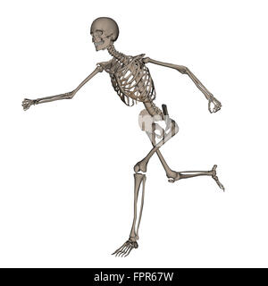 Vista anteriore dello scheletro umano in esecuzione, isolati su sfondo bianco. Foto Stock