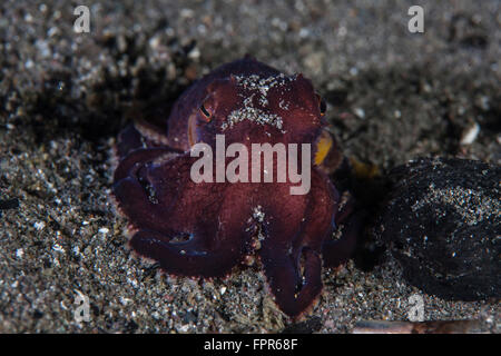 Una noce di cocco octopus crawl attraverso il fondale di sabbia nel Parco Nazionale di Komodo, Indonesia. Questa splendida zona harbours straordinaria Foto Stock