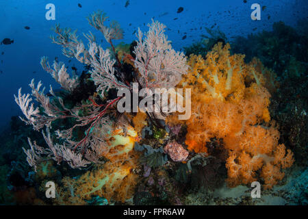 Bellissime colonie di corallo molle e gorgonie crescono su un sano Coral reef nel Parco Nazionale di Komodo, Indonesia. Questo tropical regi Foto Stock