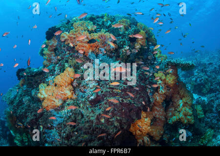 Un colorato, sano Coral reef vive nel Parco Nazionale di Komodo, Indonesia. Questa regione tropicale in Indonesia è noto per i suoi sp Foto Stock