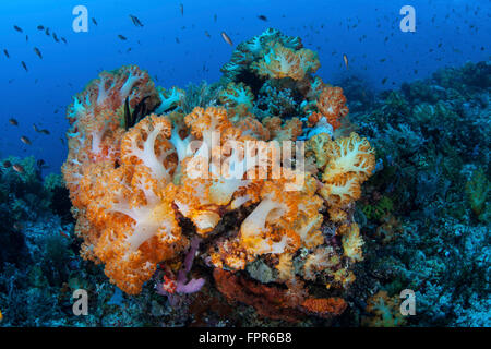 Un bel gruppo di colonie di corallo molle cresce su una sana Coral reef nel Parco Nazionale di Komodo, Indonesia. Questo regio tropicale Foto Stock