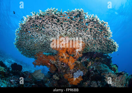 Coralli molli crescono sotto un grande tavolo coral nel Parco Nazionale di Komodo, Indonesia. Questa regione tropicale in Indonesia è noto per Foto Stock